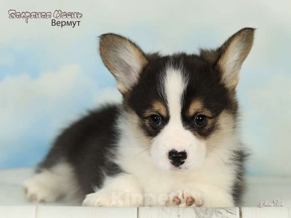 Собаки в других городах Московской области: Продается мальчик вельш корги пемброк Мальчик, 80 000 руб. - фото 3