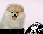 Собаки в Копейске: Щенки шпица Мальчик, 35 000 руб. - фото 1