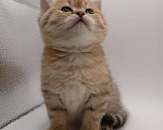Кошки в Самаре: Британская золотая шиншилла  Мальчик, 50 000 руб. - фото 4