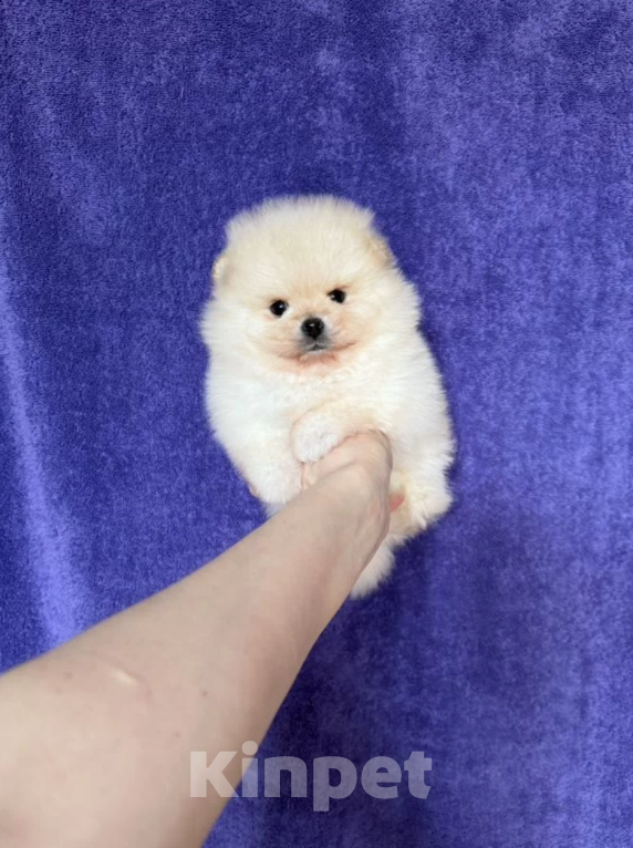 Собаки в Москве: Мальчик Мальчик, 30 000 руб. - фото 1