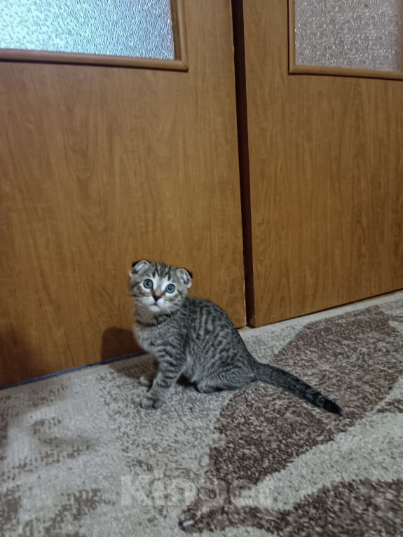 Кошки в Москве: Продам котенка  Мальчик, 5 000 руб. - фото 5