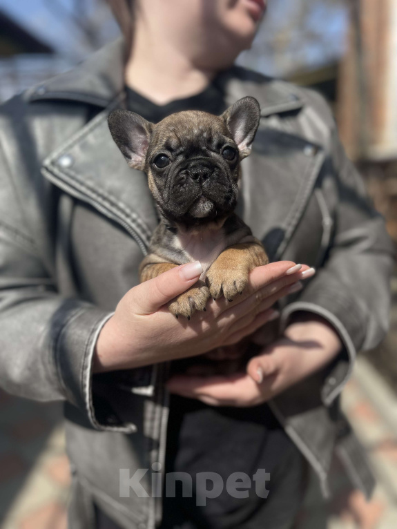 Собаки в Ростове-на-Дону: Щенки французского бульдога Девочка, 20 000 руб. - фото 4