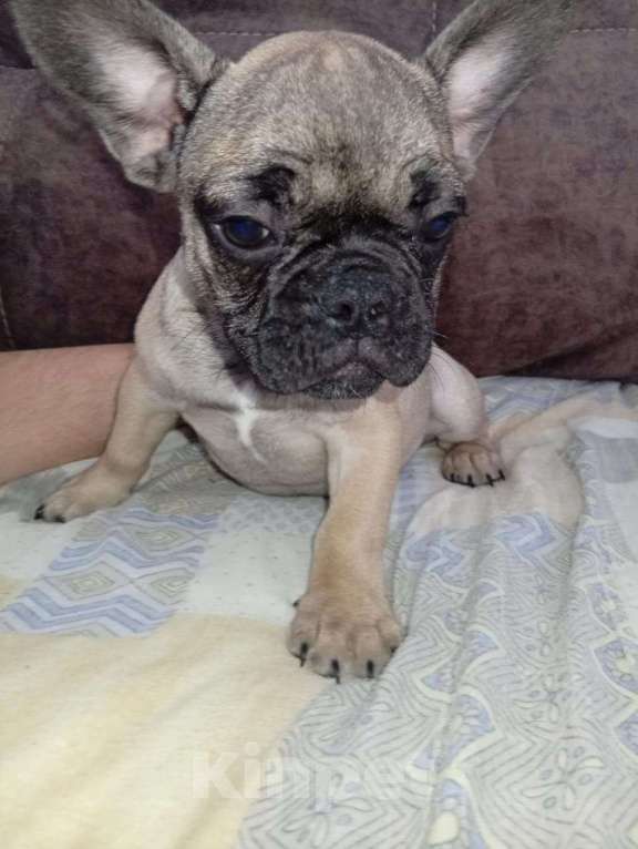 Собаки в Краснодаре: Французский бульдог  Мальчик, 13 000 руб. - фото 1