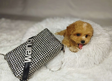 Мальтипу Тедди мини девочка