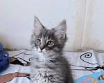 Кошки в Москве: Котёнок Дымок ищет семью! Мальчик, Бесплатно - фото 2