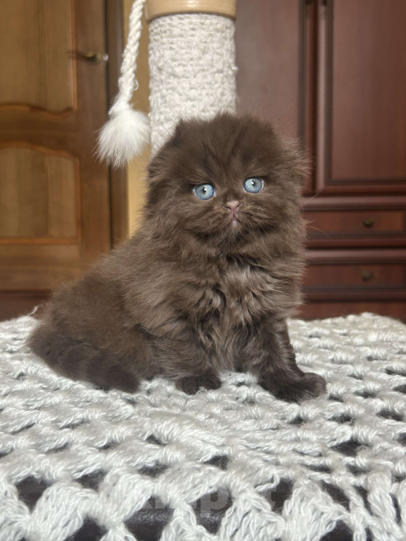 Кошки в Москве: Шоколадный вислоухий длинношерстный котик Мальчик, 50 000 руб. - фото 4