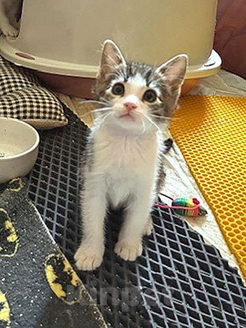 Кошки в Санкт-Петербурге: Надоевшие игрушки, три котенка и мама-кошка в добрые руки Девочка, 10 руб. - фото 8