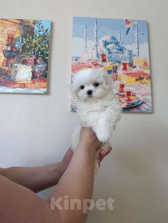 Собаки в Казани: Шенки от хороших производителей Разнополые, 50 000 руб. - фото 6