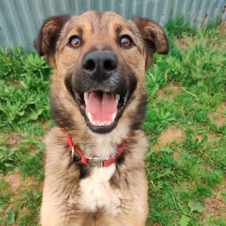 Собаки в Москве: Самый ласковый пес Рыжик в добрые руки Мальчик, Бесплатно - фото 4