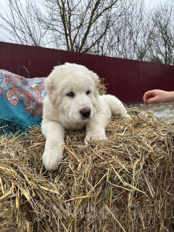 Собаки в других городах Московской области:  Щенок Алабайчик от титулованных родителей Девочка, 70 000 руб. - фото 2