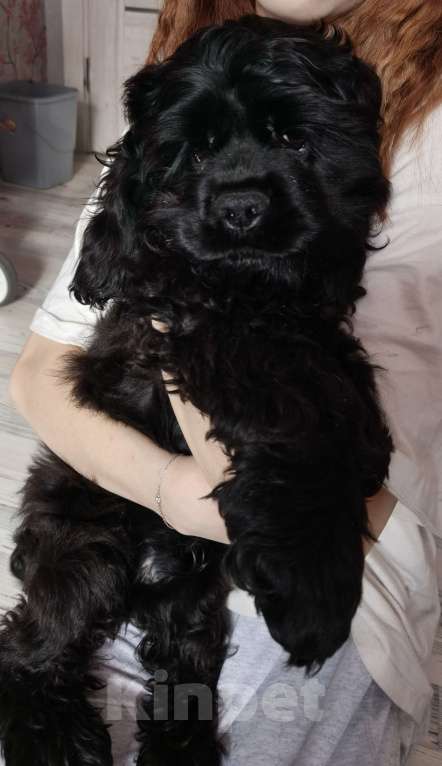 Собаки в других городах Ленинградской области: Американский кокер спаниель Мальчик, 20 000 руб. - фото 5