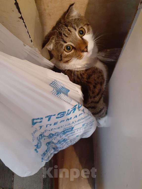 Кошки в Владикавказе: Отдам в хорошие руки Мальчик, 10 руб. - фото 2