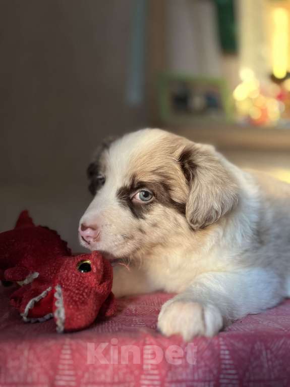 Собаки в других городах Алтайского края: Щенки Бордер Колли Мальчик, Бесплатно - фото 6