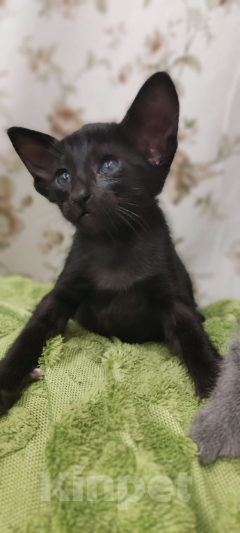 Кошки в Москве: Ориентальная девочка, маленькая пантерка Девочка, 65 000 руб. - фото 1