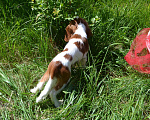 Собаки в Ореховом-Зуево: Леди Девочка, 80 000 руб. - фото 4