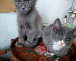 Кошки в Кемерово: Котенок самец  Мальчик, Бесплатно - фото 1
