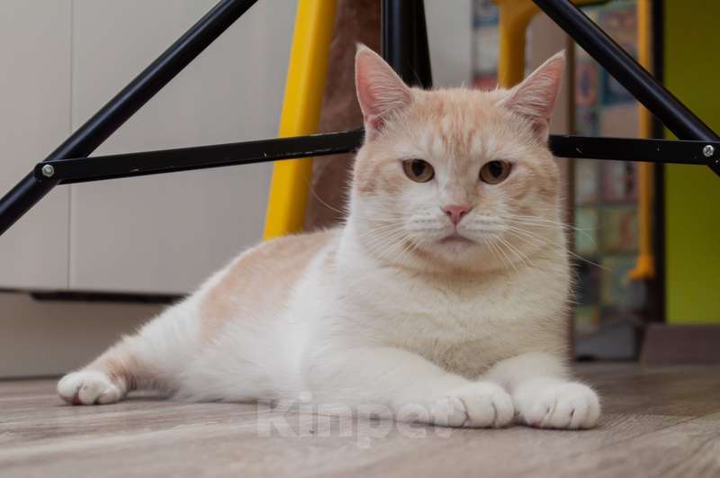 Кошки в Москве: Кот кремового окраса Яша в добрые руки Мальчик, 1 руб. - фото 4