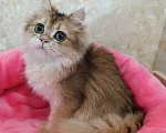 Кошки в Санкт-Петербурге: Золотой британский котик Мальчик, 9 000 руб. - фото 2