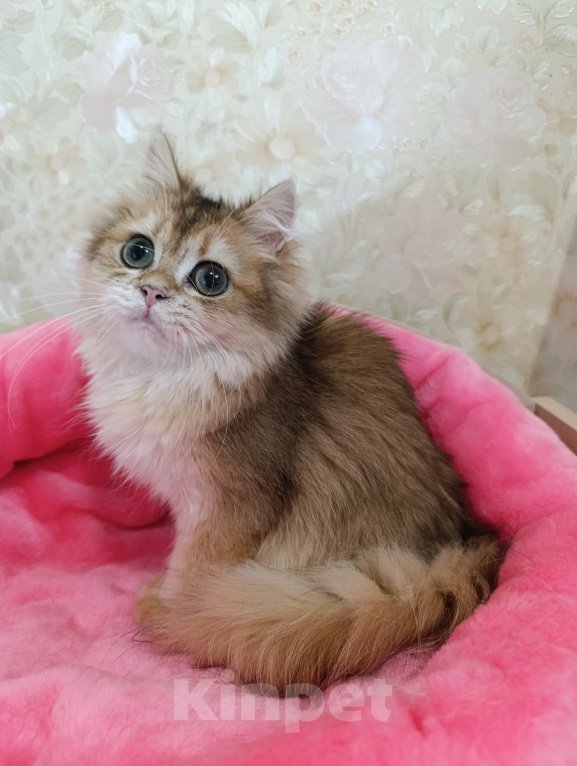 Кошки в Санкт-Петербурге: Золотой британский котик Мальчик, 9 000 руб. - фото 2
