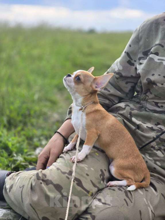 Собаки в Рязани: Чихуахуа щенок мальчик Мальчик, 55 000 руб. - фото 2