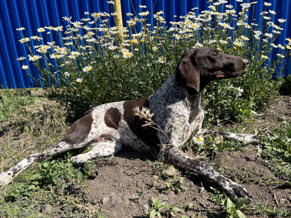 Собаки в Шахте: Щенки курцхара Девочка, 15 000 руб. - фото 9