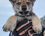 Собаки в Рязани: Щенки чехословацкого влчака Мальчик, 100 000 руб. - фото 2