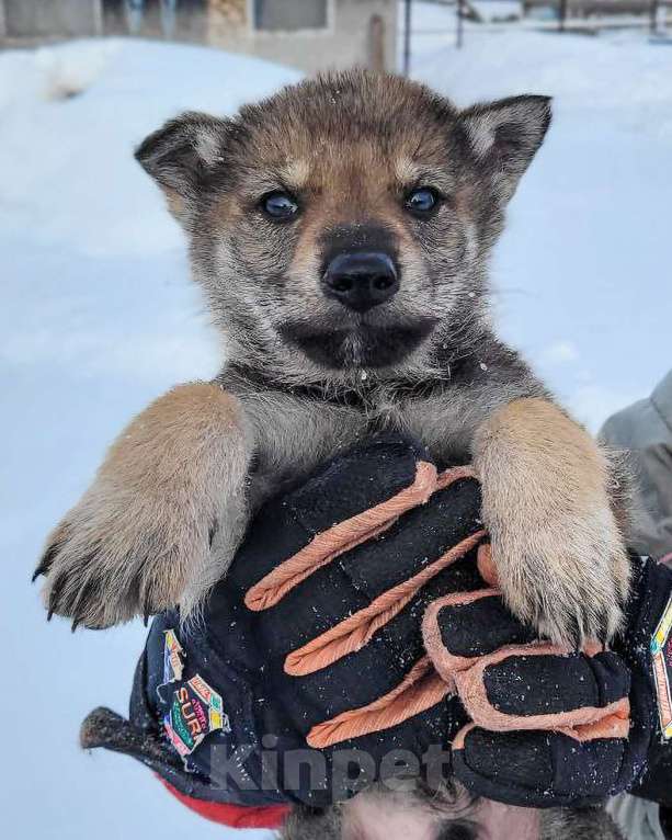 Собаки в Рязани: Щенки чехословацкого влчака Мальчик, 100 000 руб. - фото 2