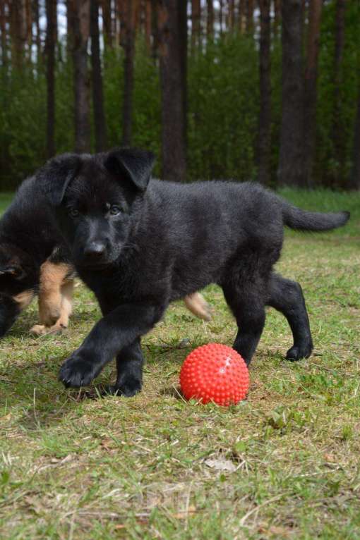 Собаки в Балашихе: Щенок немецкой овчарки РКФ Мальчик, 40 000 руб. - фото 6