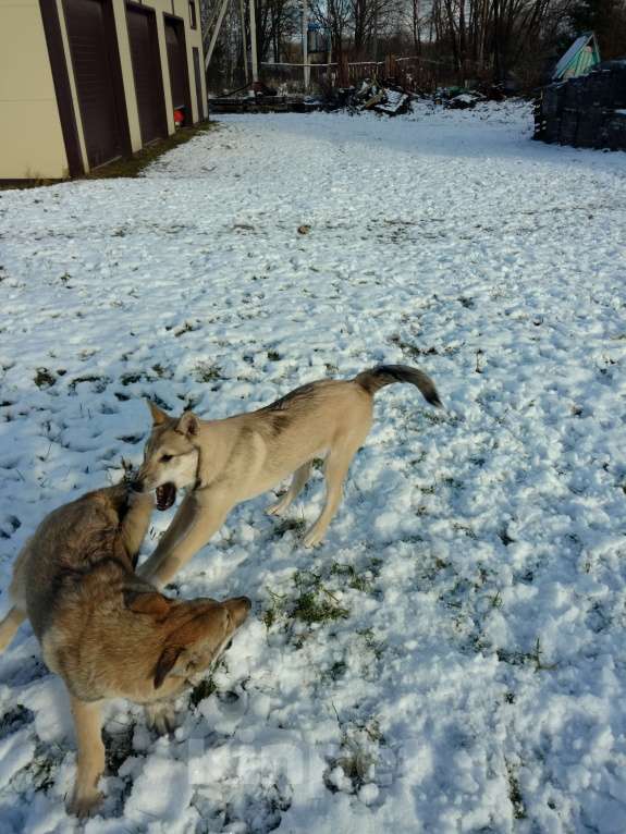 Собаки в других городах Калужской области: Западносибирская лайка, посмотреть https://dropmefiles.com/EFo7F Мальчик, 7 000 руб. - фото 6