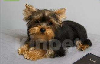 Собаки в Жуковском: Миниатюрная девочка йорка Девочка, 35 000 руб. - фото 1