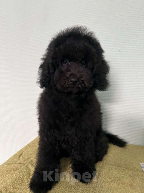 Собаки в Москве: ❤️ BLACK STAR PUPPY ❤️ Мальчик, 65 000 руб. - фото 2