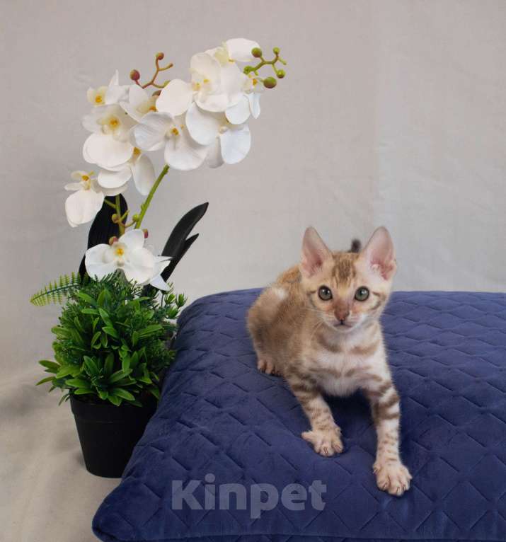 Кошки в Санкт-Петербурге: Бенгальские котята Мальчик, 50 000 руб. - фото 7