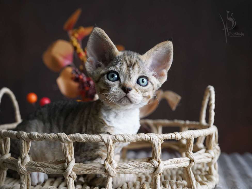 Кошки в Москве: Девон-рекс мальчик Мальчик, 60 000 руб. - фото 3