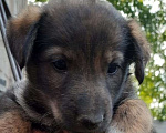 Собаки в Новосибирске: Щенки в добрые руки  Мальчик, Бесплатно - фото 6
