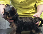 Собаки в Красноярске: Щенки Йоркширского терьера Мальчик, 30 руб. - фото 7