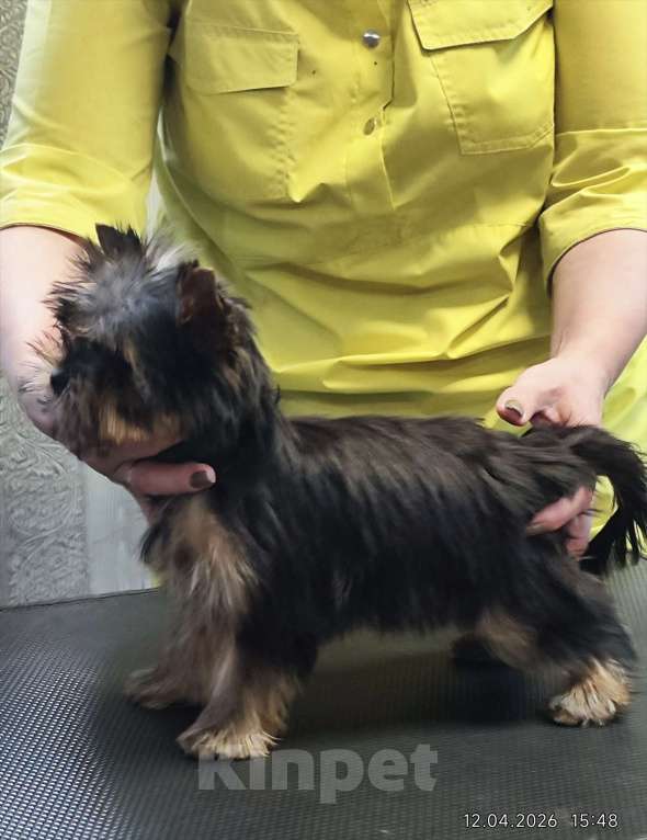 Собаки в Красноярске: Щенки Йоркширского терьера Мальчик, 30 руб. - фото 7