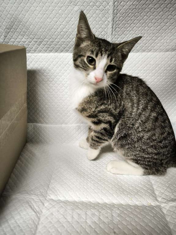 Кошки в Санкт-Петербурге: Ласковый очень ласковый мальчик 3,5 мес Мальчик, Бесплатно - фото 4