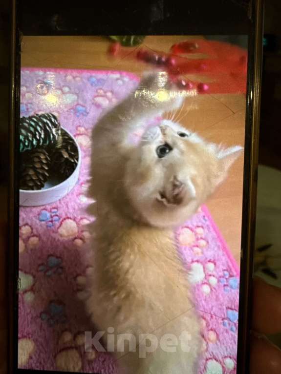 Кошки в Нижнем Новгороде: Золотая шиншилла котенок Мальчик, 25 000 руб. - фото 3