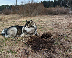 Собаки в других городах Карелии: Аляскинский маламут ищет дом Мальчик, Бесплатно - фото 3