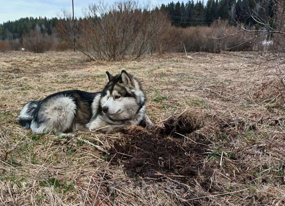 Собаки в других городах Карелии: Аляскинский маламут ищет дом Мальчик, Бесплатно - фото 3