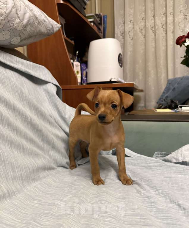 Собаки в Москве: Щенок пражский крысарик Мальчик, Бесплатно - фото 3