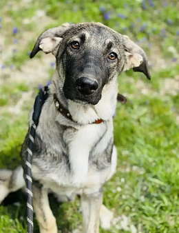 Дюк ищет дом