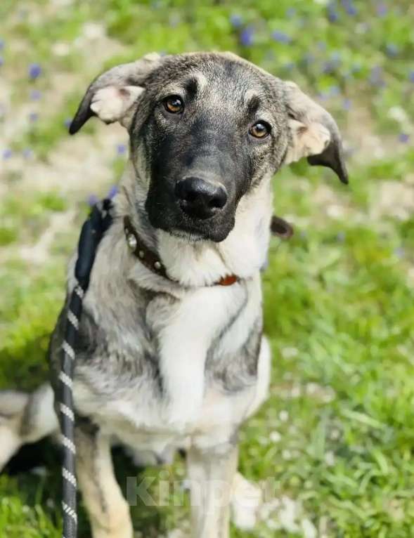 Собаки в других городах Краснодарского края: Дюк ищет дом Мальчик, 10 руб. - фото 1