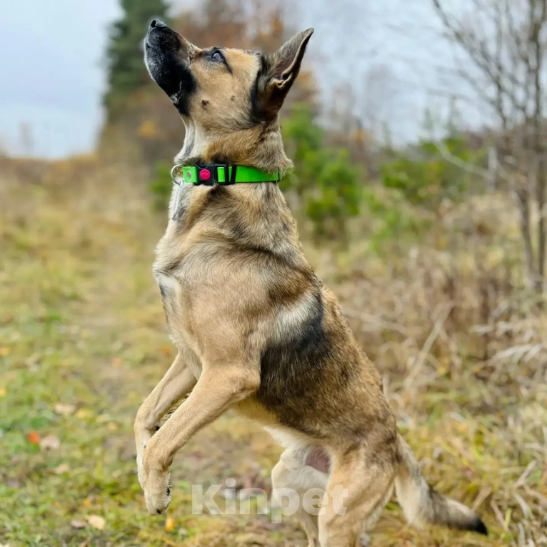 Собаки в Апрелевке: Рекс. Ему без человека никак. Удивительно человечный и мудрый мальчик в поисках своей семьи Мальчик, Бесплатно - фото 4