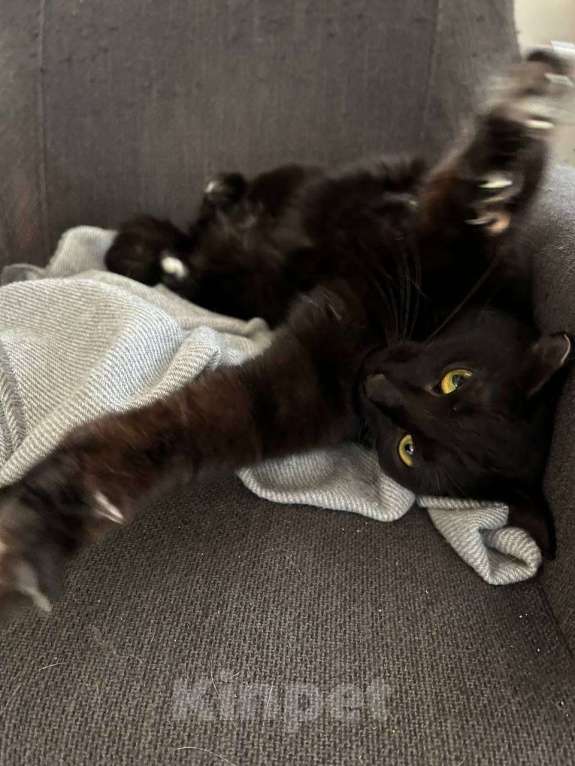 Кошки в Москве: Ищет дом прекрасная кошка Сабрина. Девочка, Бесплатно - фото 3