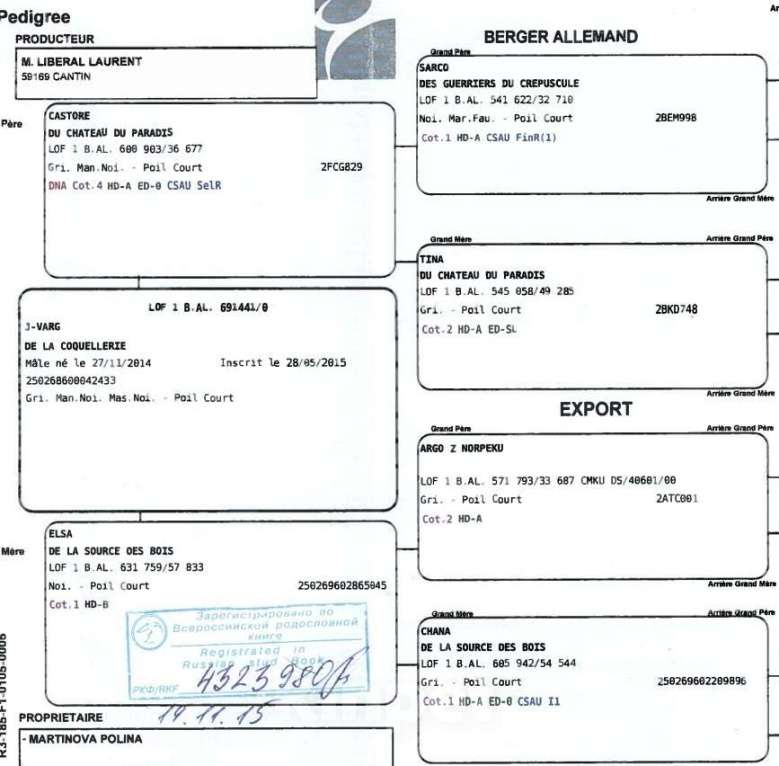 Собаки в Орле: Щенки немецкой овчарки Мальчик, 50 000 руб. - фото 8