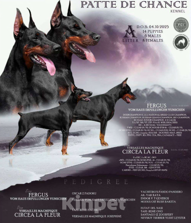 Собаки в Санкт-Петербурге: Щенок добермана Антуан Мальчик, 130 000 руб. - фото 7