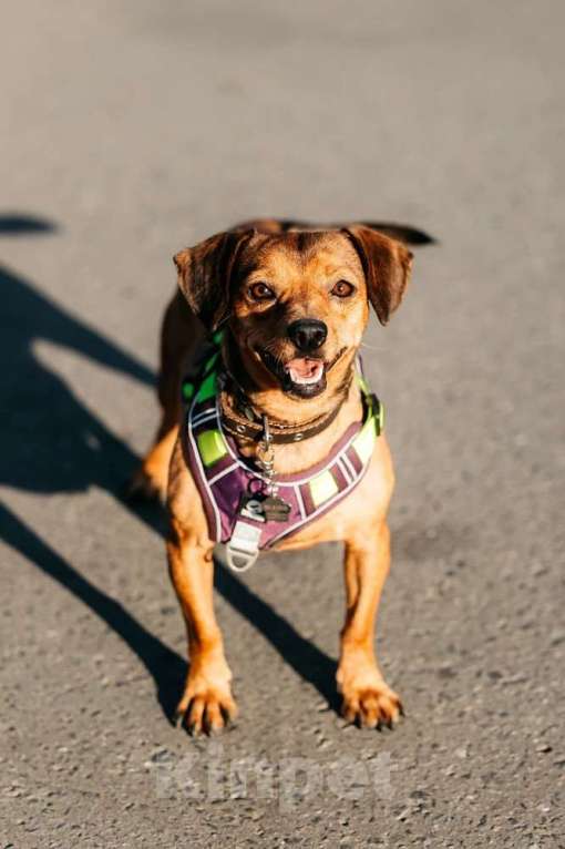 Собаки в Москве: Метис чихуахуа Чарлик в добрые руки Мальчик, 1 руб. - фото 2