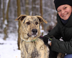 Собаки в Москве: Жизнерадостный активный Клео, 1.5 года ищет дом Мальчик, Бесплатно - фото 4