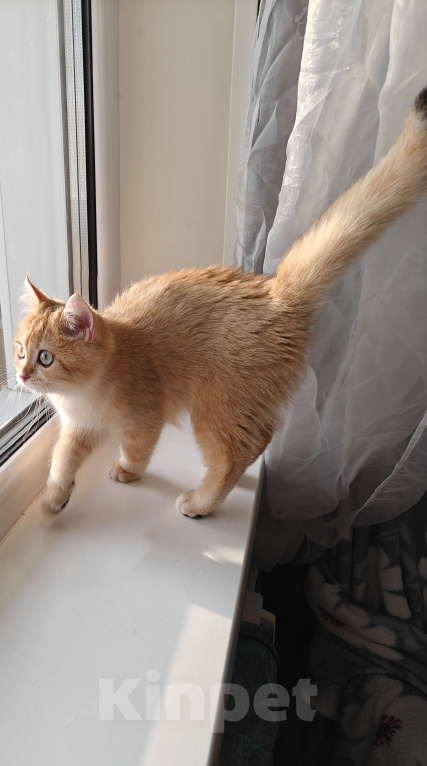 Кошки в Москве: Шотландская золотая шиншилла Девочка, 32 000 руб. - фото 2